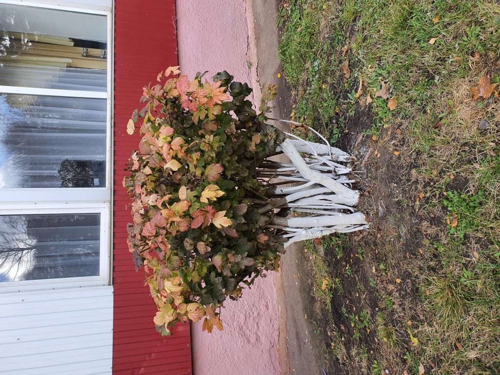 Территория после ремонта - фото 4