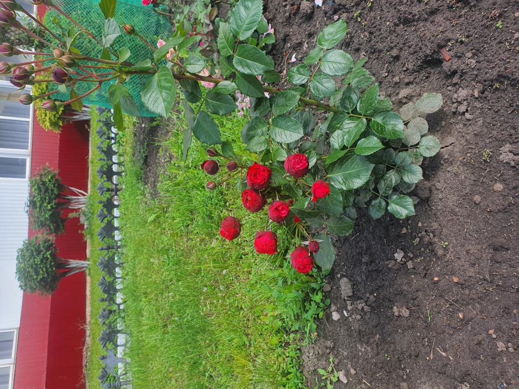 Территория после ремонта - фото 11