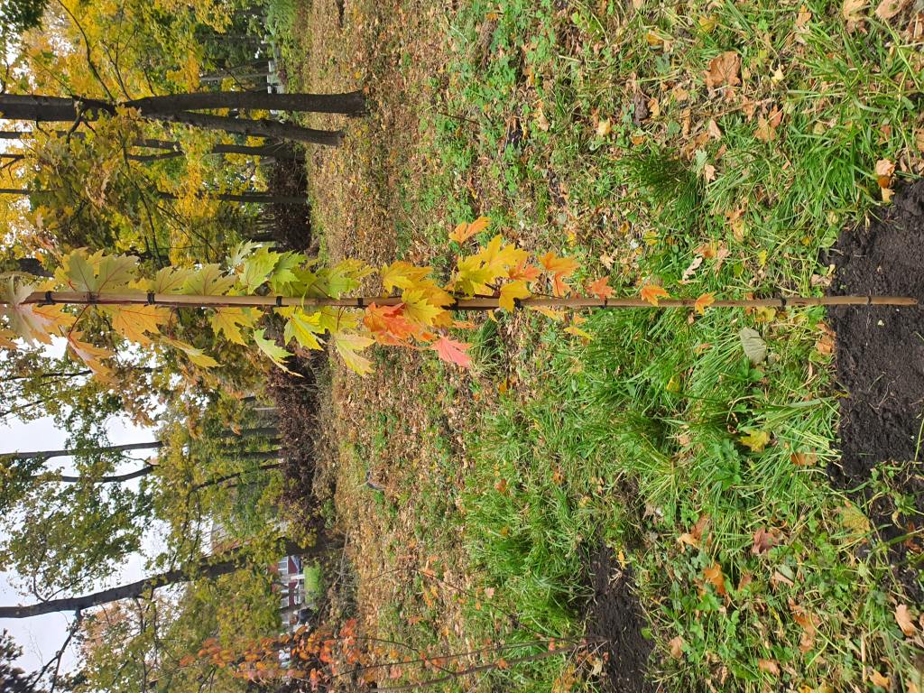 Территория после ремонта - фото 13